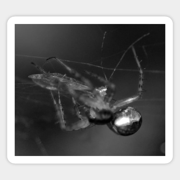 SPOOKY SPIDER BITE! Sticker by dumbodancer